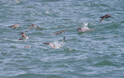 Shearwaters and Porpoise