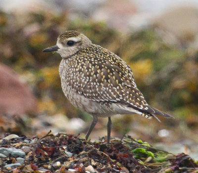 American Golden Plover