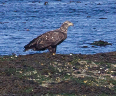 Bald Eagle, juvenile