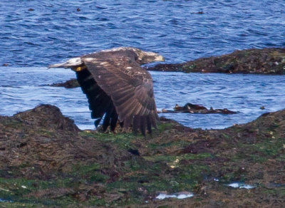 Bald Eagle, juvenile