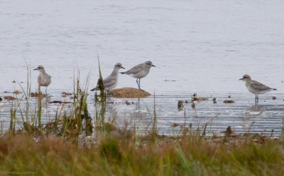 Black-bellied Plovers