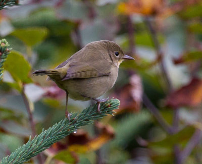 Common Yellowthroat