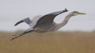 Great Blue Heron