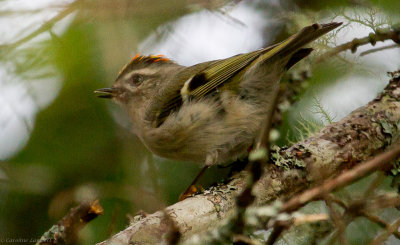 Golden-crowned Kinglet