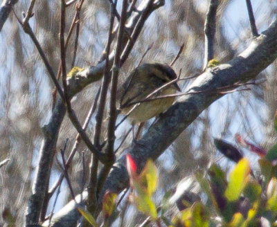 Nelson's Sparrow