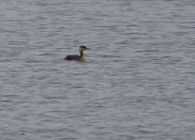 Red-necked Grebe