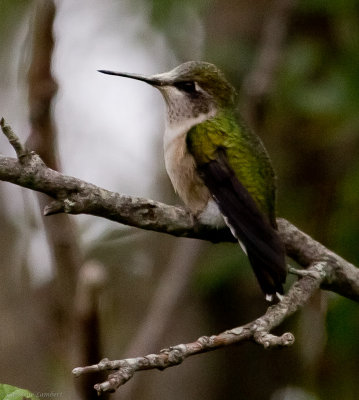 Ruby-throated Hummingbird