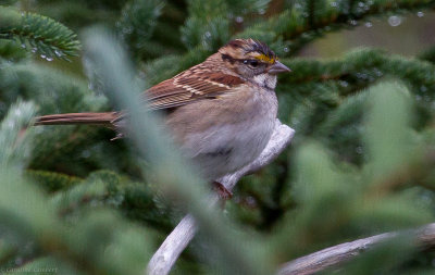 White-throated Sparrow