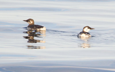 Common Murres