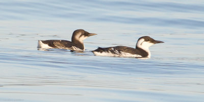 Common Murres