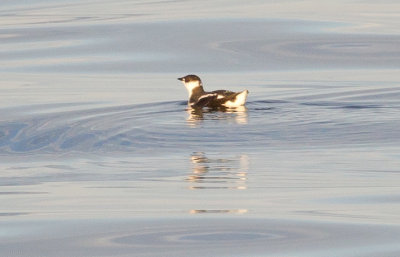 Marbled Murrelet