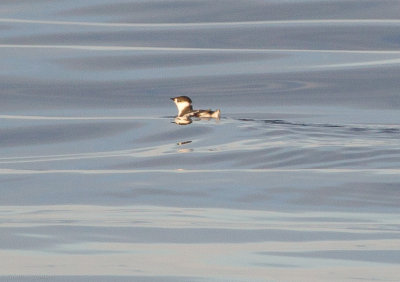 Marbled Murrelet