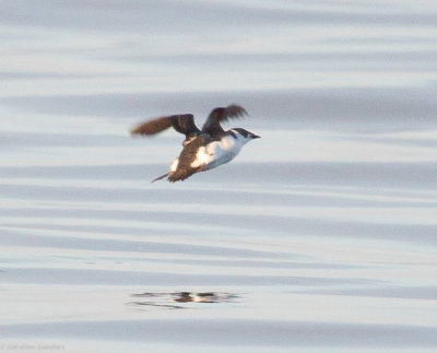 Marbled Murrelet