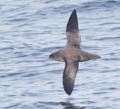 Sooty Shearwater