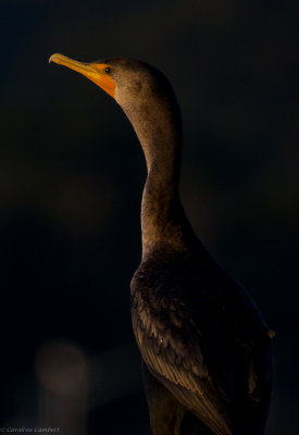 Double-crested Cormorant