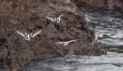 Black Turnstones