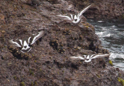 Black Turnstones
