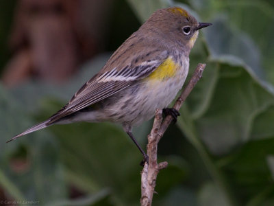 Yellow-rumped Warbler