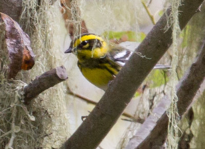 Townsend's Warbler