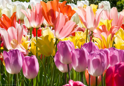 Tulips