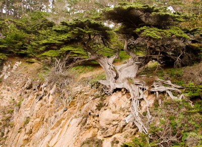 Point Lobos Cypress
