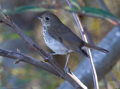 Hermit Thrush