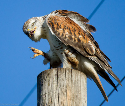 Ferruginous Hawk