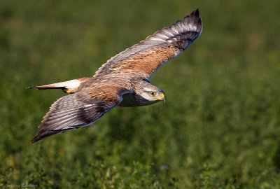 Ferruginous Hawk