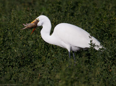 Great Egret with rodent 2