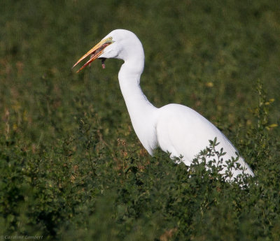 Great Egret with rodent 3