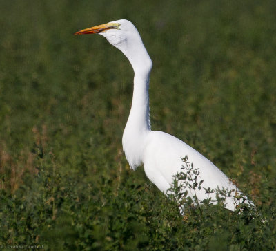 Great Egret with rodent 5