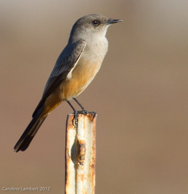 Say's Phoebe