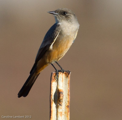 Say's Phoebe