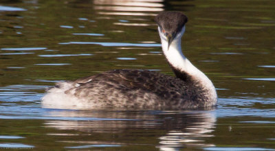 Western Grebe