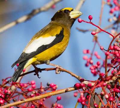 Evening Grosbeak