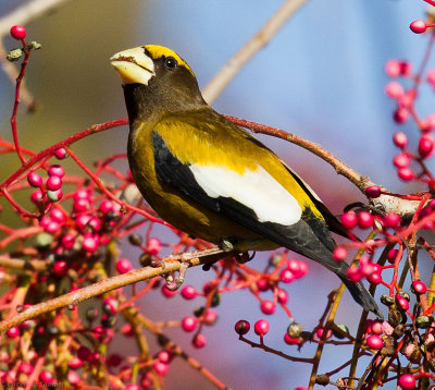 Evening Grosbeak