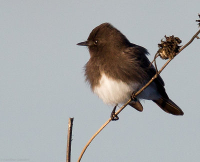 Black Phoebe