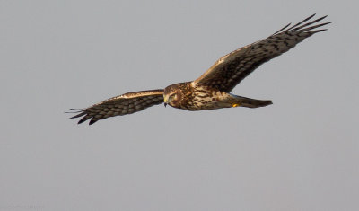 Northern Harrier