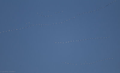 Snow Geese