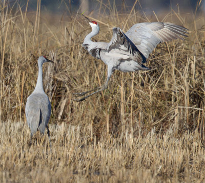 Sandhill Cranes