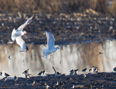 Ring-billed Gulls chasing a Dunlin with a worm