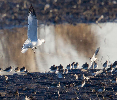Ring-billed Gulls chasing a Dunlin with a worm