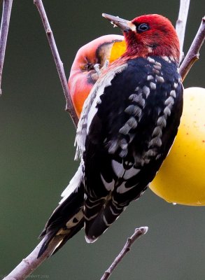 Red-breasted Sapsucker