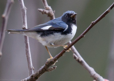 Black-throated Blue Warbler