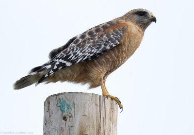 Red-shouldered Hawk