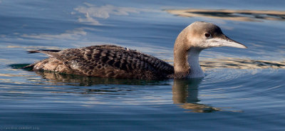 Pacific Loon, juvenile