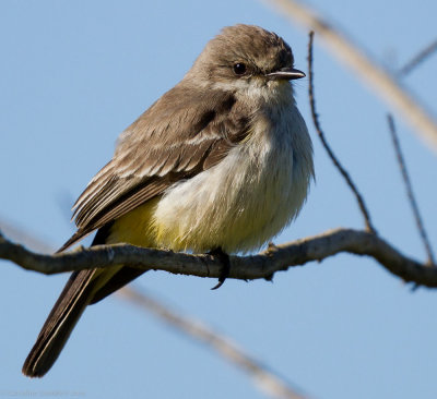 Vermilion Flycatcher