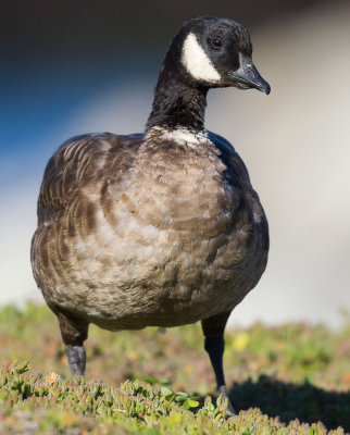 Cackling Goose