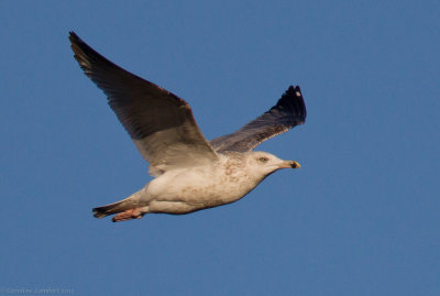 Herring Gull, not quite adult