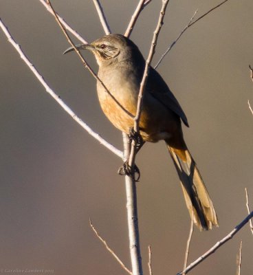 California Thrasher